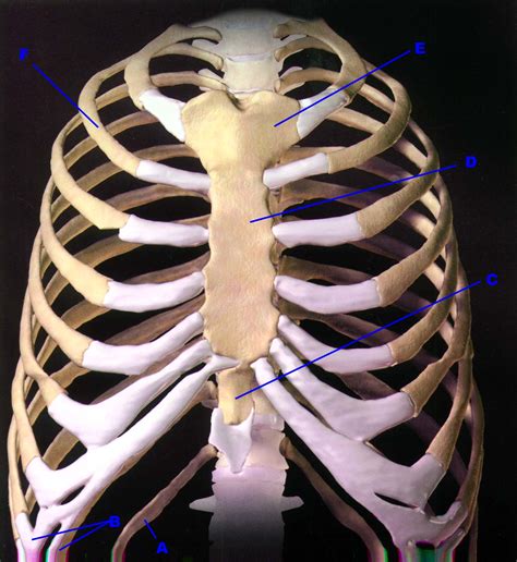 torayx|Thorax .